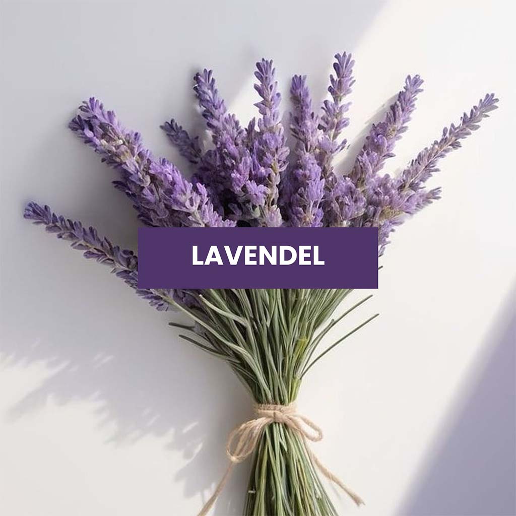 Lavendel